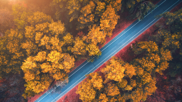 Experience the beauty of autumn with this breathtaking 4K wallpaper featuring a scenic forest road amidst the autumn trees.