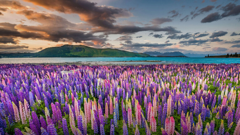 Get lost in the beauty of nature with this stunning 4K wallpaper featuring a serene lavender flower field in New Zealand.