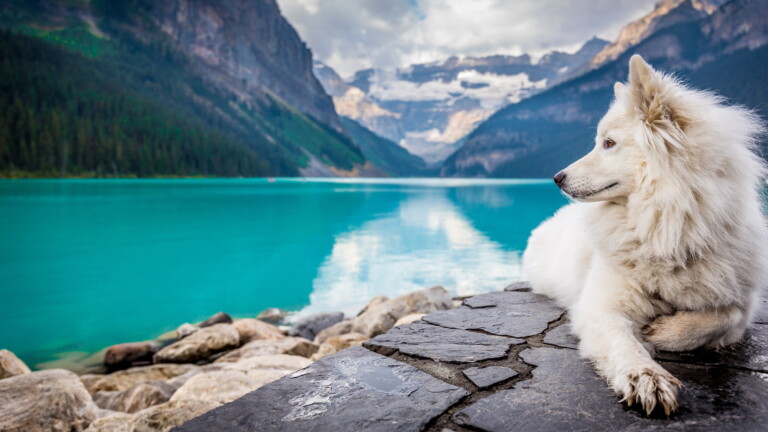 a dog enjoying the peaceful lake scenery 4k wallpaper pixground