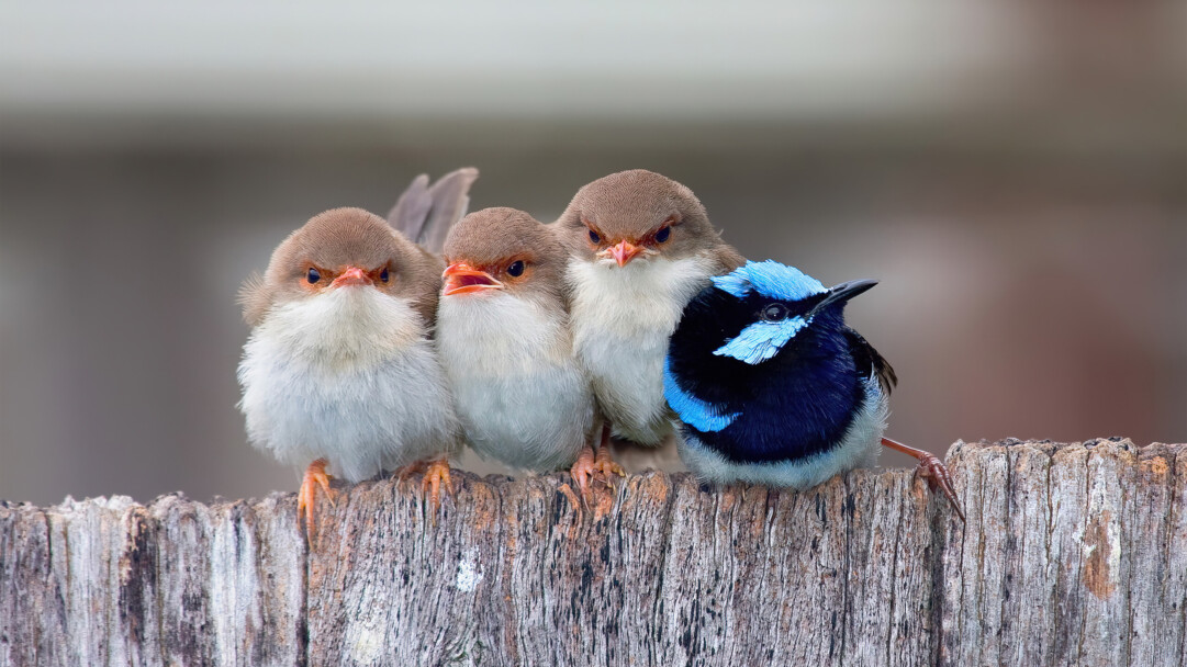 A beautiful 4K wallpaper featuring cute birds cuddling into each other.