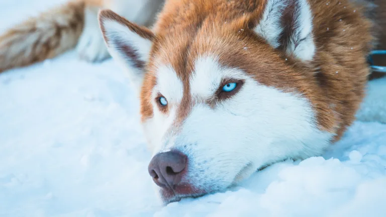Experience the beauty of winter with this stunning 4K wallpaper of an adorable Siberian Husky dog.