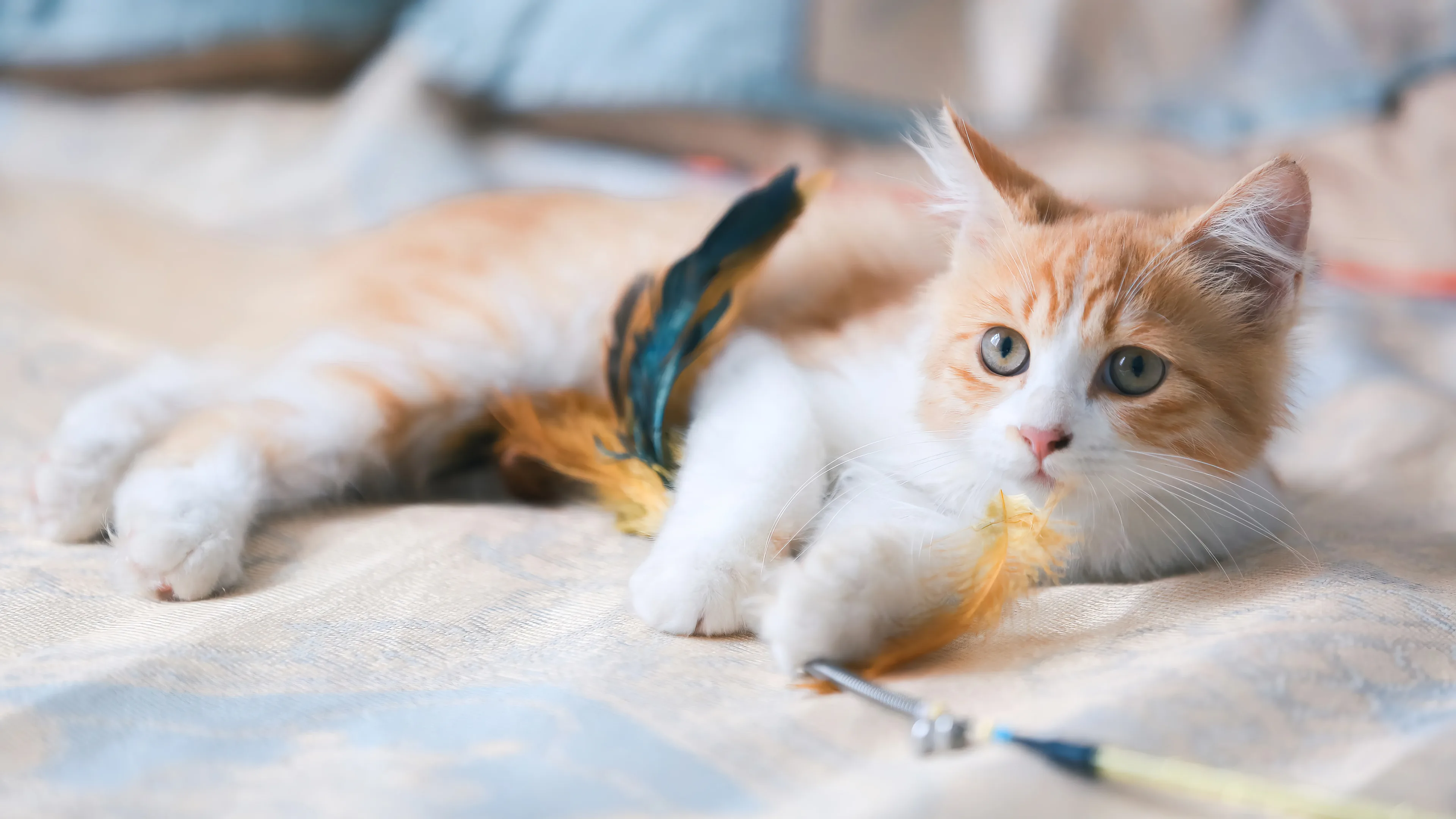 Get charmed by this adorable 4K wallpaper of a cute ginger cat. The domestic feline's bright orange fur and curious gaze are sure to win your heart.