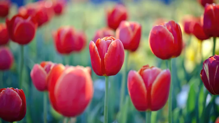 Experience the beauty of nature with this stunning 4K wallpaper featuring a vibrant and colorful red tulips flower nature scenery.