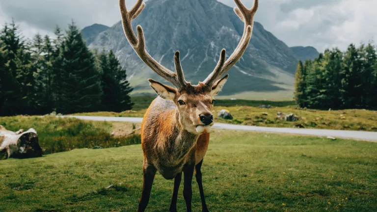 Capture the essence of nature with this stunning 4K wallpaper featuring a majestic reindeer in natural landscape. The intricate details of the reindeer and the surrounding forest add a touch of serenity and beauty to the wallpaper, while the natural landscape provides a sense of peace.