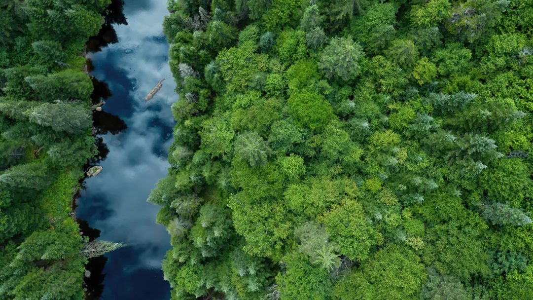 Experience the beauty of nature from a bird's eye view with this stunning 4K wallpaper featuring an aerial view of a river and forest trees. The intricate details of the trees and the crystal-clear water of the river create a sense of serenity and beauty in this nature scenery wallpaper.