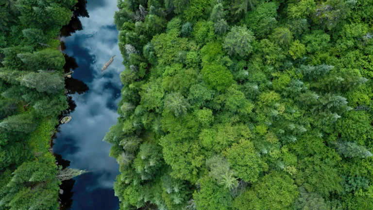 Experience the beauty of nature from a bird's eye view with this stunning 4K wallpaper featuring an aerial view of a river and forest trees. The intricate details of the trees and the crystal-clear water of the river create a sense of serenity and beauty in this nature scenery wallpaper.
