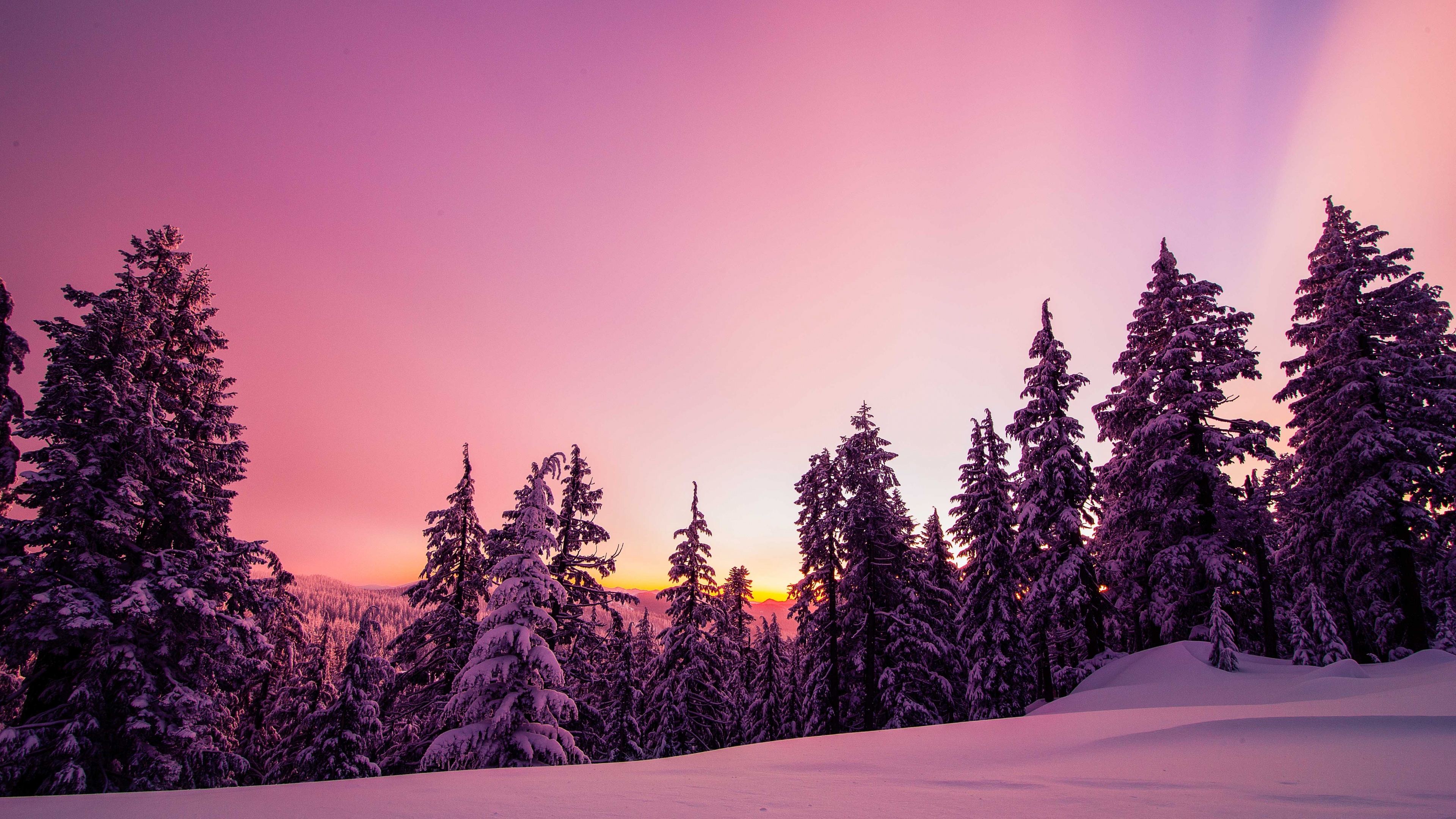 Tree on Snowy Winter Road 4K wallpaper download