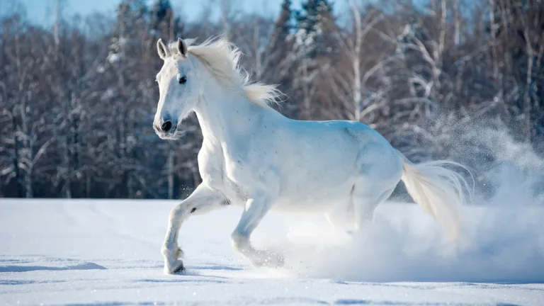Get ready to be mesmerized by the beauty of nature with this stunning 4K wallpaper featuring a white horse running in a snow field scenery. The contrast of the white horse against the snowy landscape creates a striking image that is sure to captivate anyone who sees it.