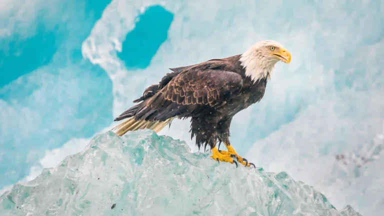 Experience the beauty of nature with this stunning 4K wallpaper featuring an eagle perched on the ice. This breathtaking wallpaper captures the serene and peaceful ambiance of the winter season, perfect for nature and animal lovers alike.