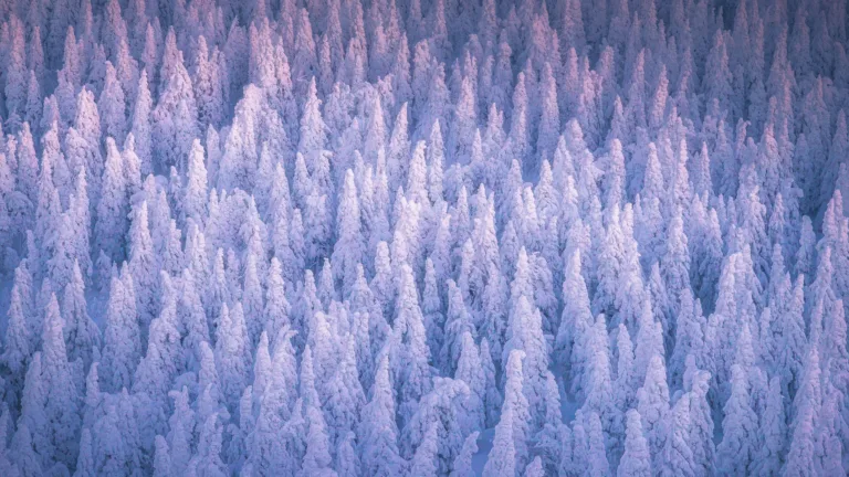 Immerse yourself in the serene beauty of a snow-covered forest with this captivating 4K wallpaper. The tranquil winter landscape, featuring snow-clad trees and a serene atmosphere, creates a peaceful and scenic escape. Ideal for those who appreciate the beauty of nature in its snowy, tranquil form as a desktop background.