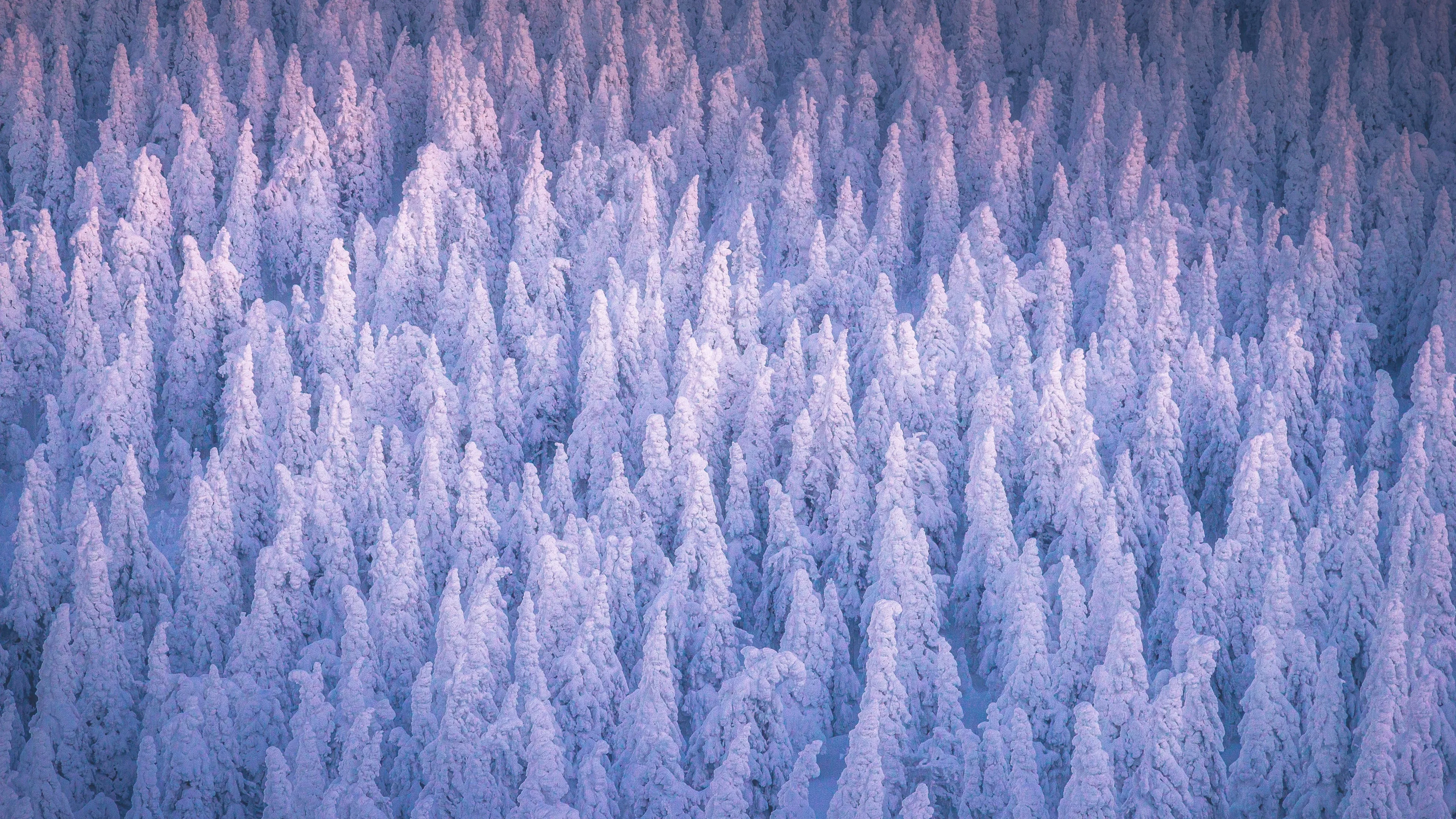 Winter night at Pokljuka forest | Outdoor photography 4K, wallpapers  3840x2160, desktop image HD