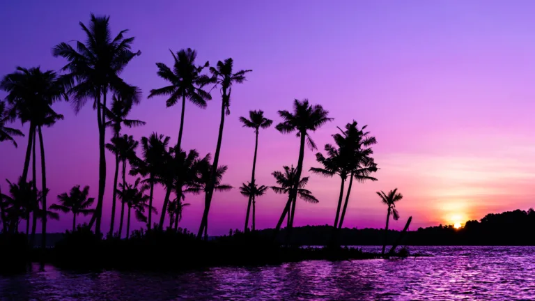 Experience the serenity of a purple sunrise over palm trees with this mesmerizing 4K wallpaper. Perfect for your high-resolution desktop background, it captures the beauty of a tropical beach landscape.