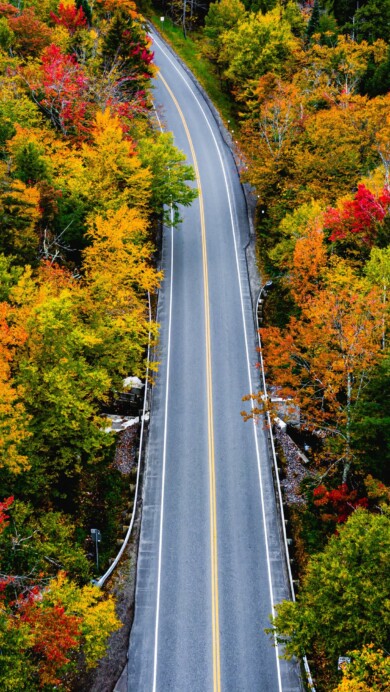 Immerse yourself in the picturesque beauty of autumn with this 4K wallpaper featuring a scenic road adorned by vibrant fall foliage. The colors of autumn create a mesmerizing landscape, perfect for high-resolution displays.