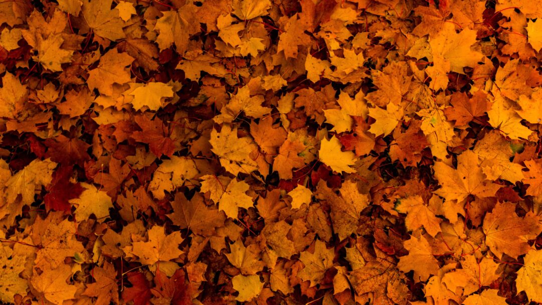 Embrace the essence of autumn with this 4K wallpaper capturing a scene adorned with fallen maple leaves. The vibrant display of autumn foliage creates a picturesque landscape, perfect for high-resolution displays.