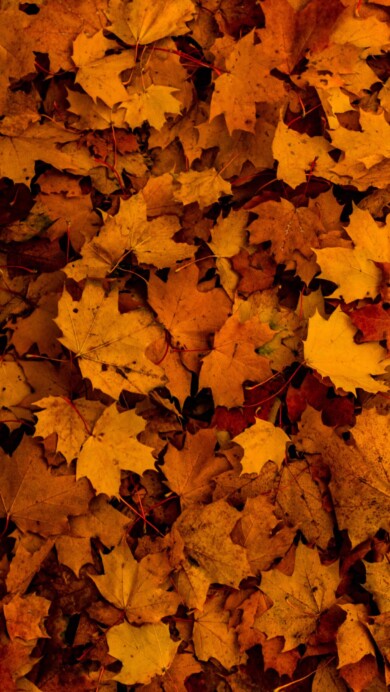 Embrace the essence of autumn with this 4K wallpaper capturing a scene adorned with fallen maple leaves. The vibrant display of autumn foliage creates a picturesque landscape, perfect for high-resolution displays.