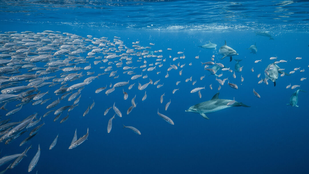An immersive 4K wallpaper captures Atlantic Spotted Dolphins actively herding a vast school of fish in the deep blue waters near Santa Maria. The dynamic interplay of sleek dolphins and a shimmering, swirling mass of fish creates a powerful scene of underwater predation bathed in ethereal light from the surface.