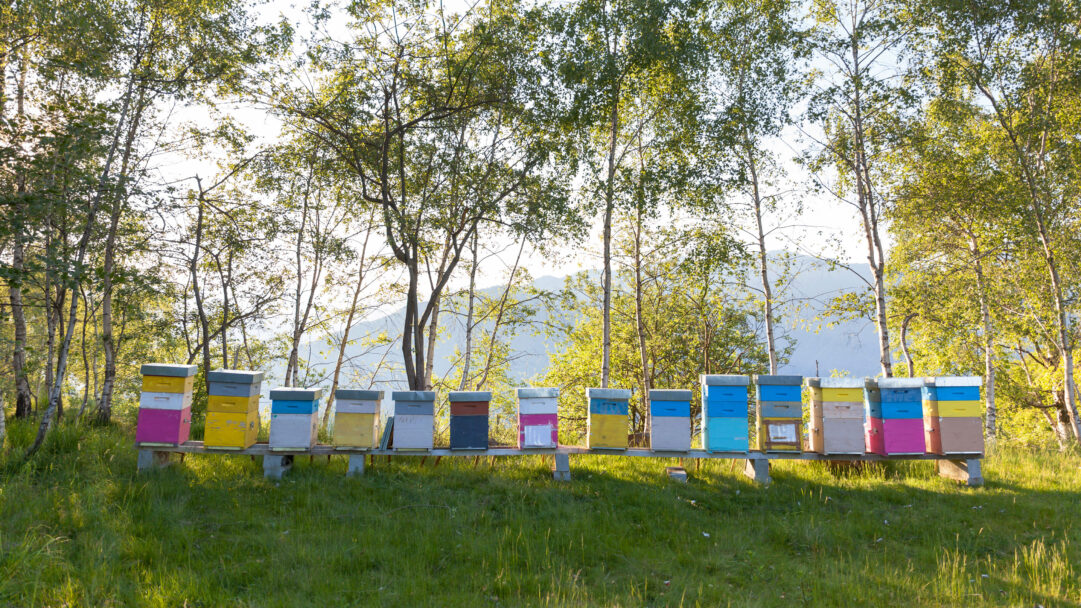 A picturesque 4K wallpaper features colorful Italian beehives lined neatly on a platform in a sun-drenched, grassy landscape. The vibrant hues of the hives stand out against the lush green foreground and the bright foliage of trees, with soft mountains in the distant background.