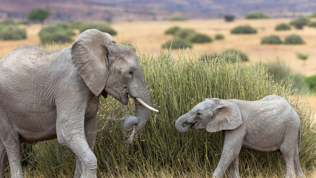 A heartwarming 4K wallpaper featuring a Desert Elephant and its calf diligently feeding on tall, lush green grass within their arid savanna habitat. The striking contrast between their wrinkled grey skin and the vibrant green vegetation, gathered by their dexterous trunks, defines this intimate scene of survival.