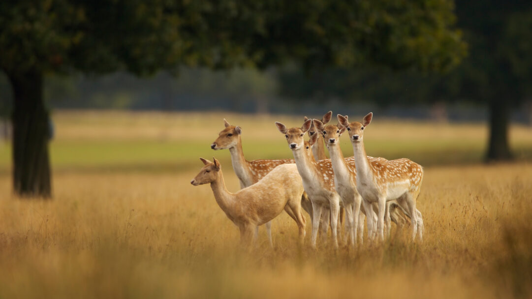 A captivating 4K wallpaper reveals a group of European Fallow Deer standing together in a sun-drenched field in England, with trees subtly framing the background. The soft, golden light highlights their distinct spotted and plain coats as they gaze forward with calm awareness.