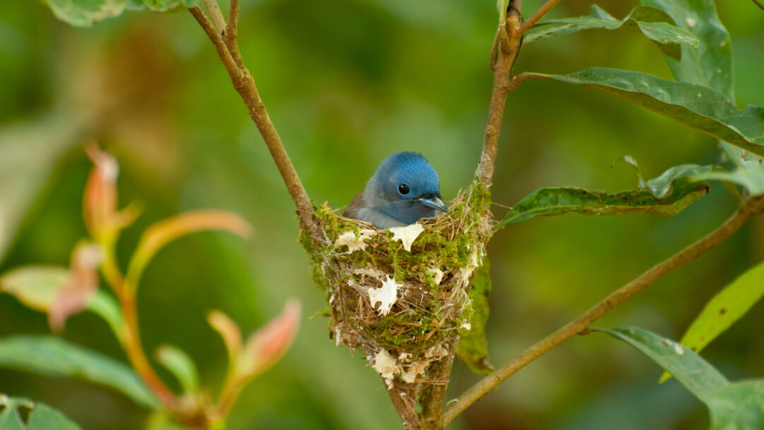A captivating 4K wallpaper featuring a female Black-naped Monarch nesting within a small, moss-lined structure on a slender tree branch, surrounded by lush green foliage. Its striking blue head and watchful dark eye stand out against the soft, earthy tones of its meticulously crafted nest and the softly blurred, verdant background, evoking a sense of tranquil guardianship.