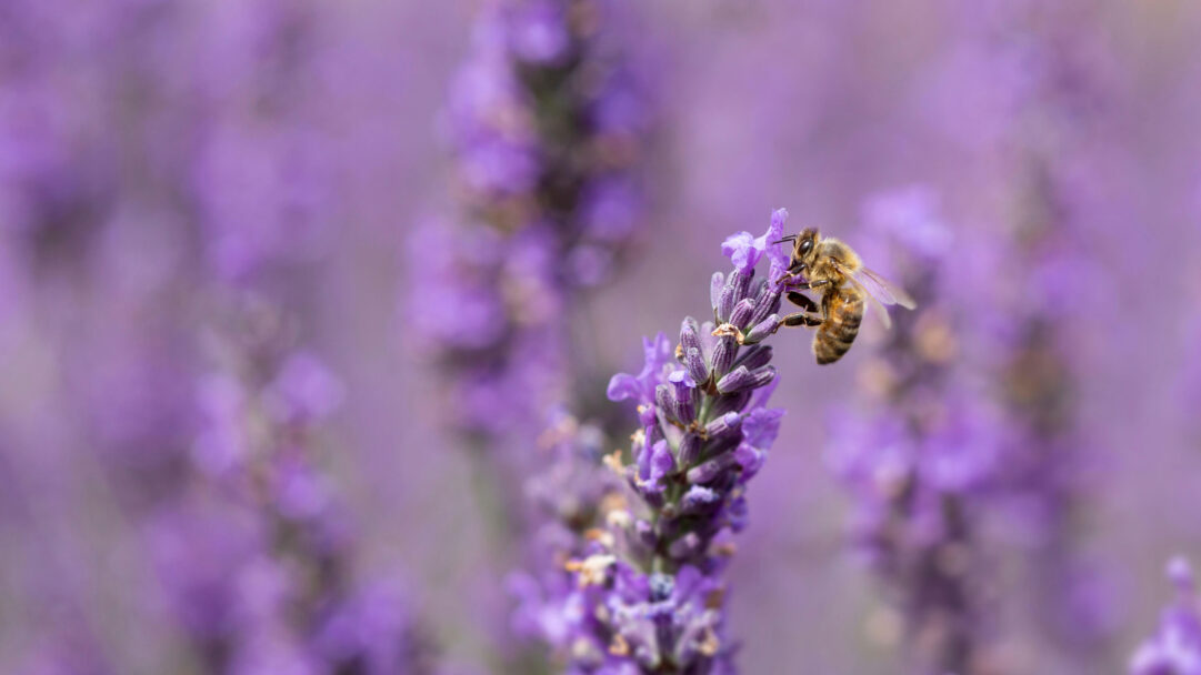 A vibrant 4K wallpaper showcasing a honey bee diligently collecting nectar from a single bright lavender bloom. The exquisite detail of the bee's fuzzy body and delicate wings stands out against the soft, blurred background of a vast purple lavender field, creating a peaceful and immersive natural scene.
