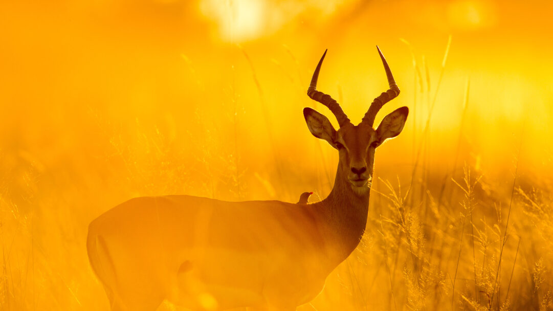 A breathtaking 4K wallpaper showcasing an Impala standing gracefully in golden, sun-drenched tall grasses at sunset, with a Red-billed Oxpecker perched on its back. The intense golden light backlights the Impala and casts a warm, ethereal glow over the entire scene, highlighting the delicate textures of the savanna.