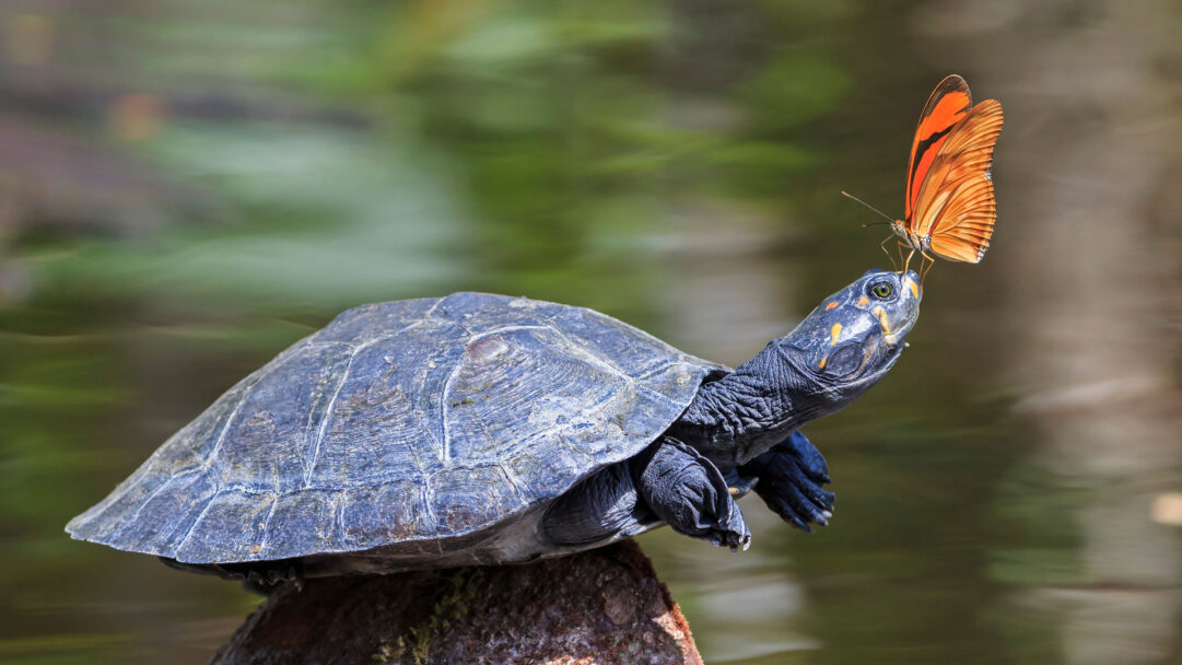 An enchanting 4K wallpaper captures a vibrant Julia butterfly delicately perched on the head of a Yellow-spotted River Turtle, set against a soft, blurred green backdrop. The striking contrast of the butterfly's bright orange wings against the turtle's dark, speckled head creates a captivating and tranquil moment in nature.