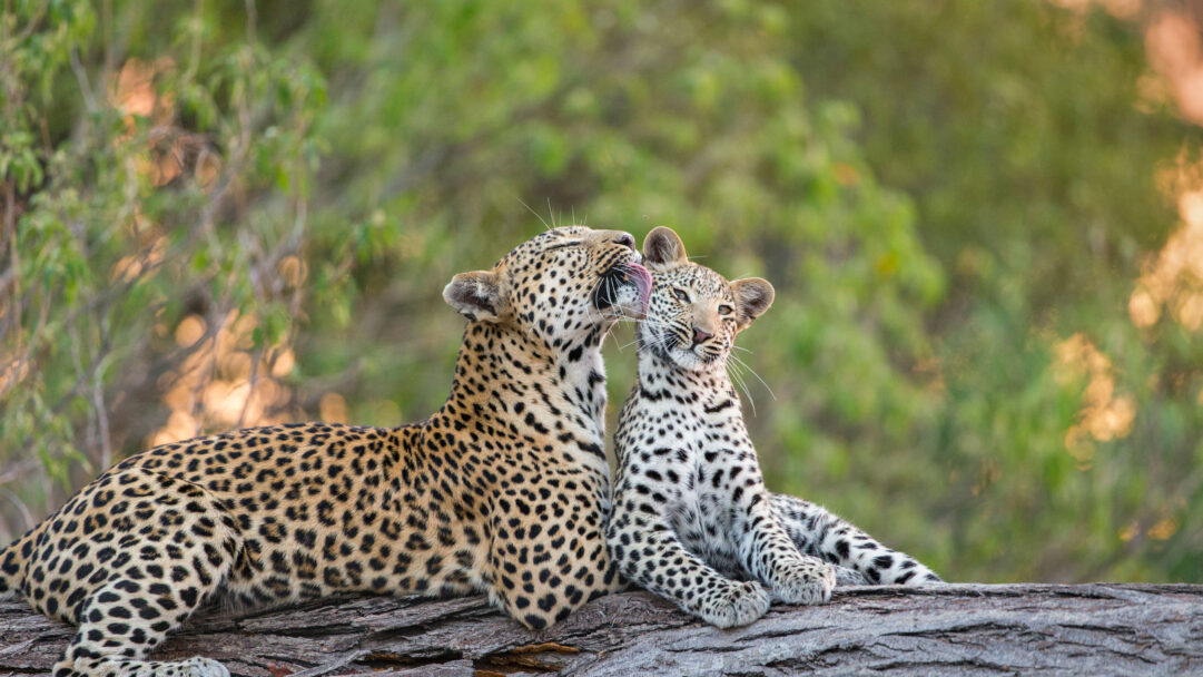 A heartwarming 4K wallpaper captures a leopard mother affectionately grooming her cub while they rest on a large log in a lush natural habitat. The tender interaction, highlighted by the vibrant patterns of their fur and the soft, warm light of the blurred background, evokes a sense of maternal love and wild beauty.