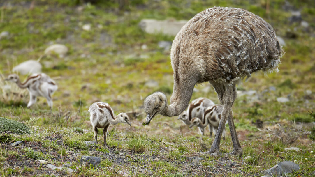 A heartwarming 4K wallpaper features an adult male Lesser Rhea attentively tending to its tiny chicks in a natural, grassy habitat. The large male gently bends its neck to nuzzle one chick, creating a touching scene of paternal care amidst the varied textures of green grass and scattered rocks.