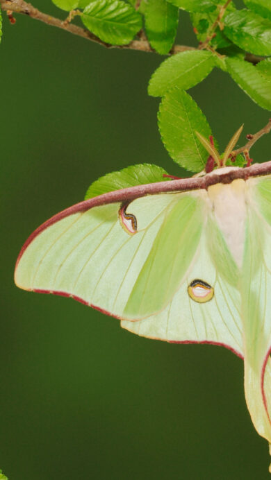 A serene 4K wallpaper showcasing a large, pale green Luna Moth resting gracefully on a branch of a Cedar Elm. The moth's delicate wings, with their striking maroon edges and subtle eye-spots, stand out beautifully against the rich, dark green background.