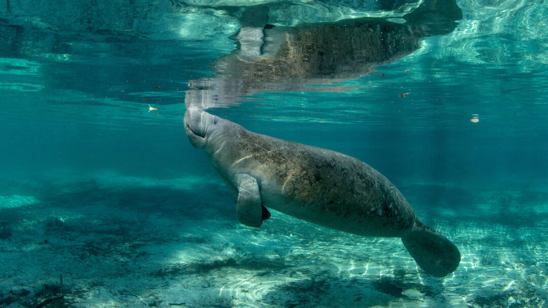 A breathtaking 4K wallpaper of a manatee gracefully swimming underwater in the crystal-clear waters of Three Sisters Springs. Sunlight filters through the surface, creating shimmering patterns on the sandy bottom and highlighting the manatee's textured skin as it nears the water's surface.
