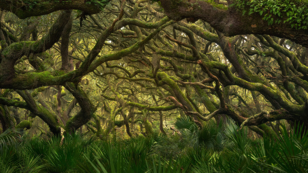 A mesmerizing 4K wallpaper showcasing the dense, ancient maritime forest of Cumberland Island National Seashore, with a foreground of lush green palmetto fronds. Sunlight filters through the gnarled, moss-draped branches of live oaks, creating an ethereal and verdant canopy.