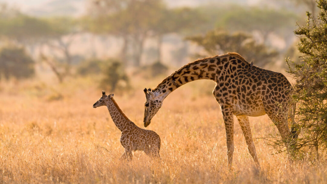 An evocative 4K wallpaper featuring a Masai Giraffe mother and her calf in the vast golden grasslands of the Serengeti. Bathed in warm, golden light, the mother gently bends towards her calf in a tender grooming gesture, highlighting their bond against the sun-drenched savanna.