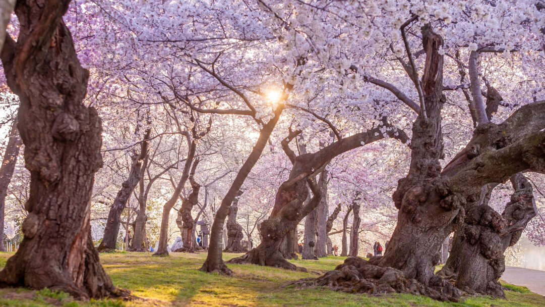 A magical 4K wallpaper of Washington DC's National Cherry Blossom Festival captures numerous mature cherry trees in full bloom across a grassy landscape. Golden sunlight filters through the dense canopy of soft pink and white blossoms, creating an ethereal glow over the verdant ground and illuminating the vibrant festival atmosphere.