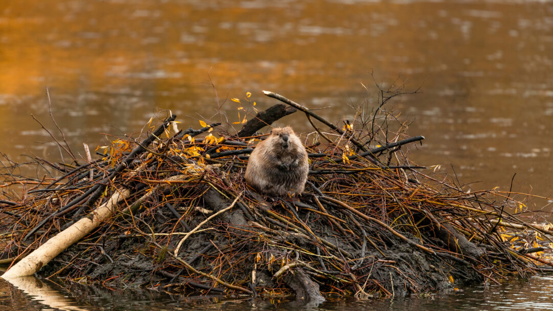 A serene 4K wallpaper featuring a North American beaver sitting prominently on its intricate lodge of branches and mud, partially submerged in the waters of Moran, Wyoming. The beaver's wet, textured fur stands out against the rustic details of its dwelling, set against the soft, diffused golden-orange reflections of autumn light on the water.