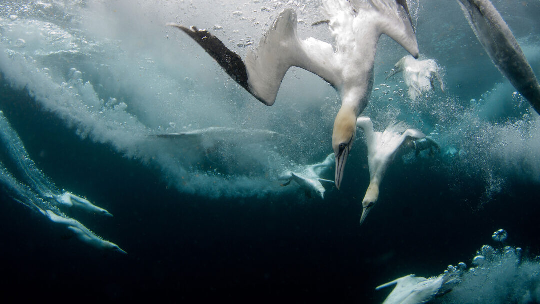 A captivating 4K wallpaper captures multiple Northern Gannets in mid-dive, gracefully pursuing fish deep underwater off the Shetland Islands, Scotland. The vibrant interplay of sunlit bubbles and deep blue water creates a dynamic, almost ethereal environment as the birds navigate the depths with powerful elegance.