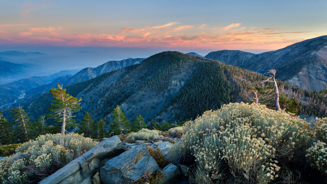 A breathtaking 4K wallpaper capturing a sweeping vista from Pine Mountain Summit, looking out over multiple layers of pine-covered ridges and distant valleys. The setting sun paints the sky with soft hues of pink and orange, casting a warm glow on the foreground rocks and silvery shrubs, creating an expansive and serene atmosphere.