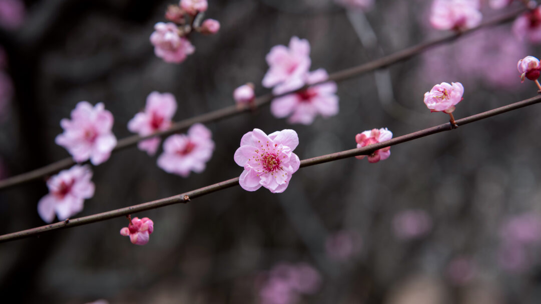 An exquisite 4K wallpaper showcasing delicate pink plum blossoms blooming on slender branches, set against a softly blurred, dark background. The vibrant pink petals and intricate yellow stamens pop with detail, creating a serene and captivating display that evokes the beauty of a Chinese spring.