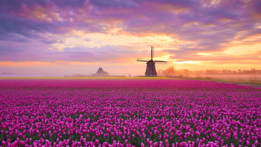A vibrant 4K wallpaper showcasing vast purple tulip fields in the Netherlands, with a traditional windmill silhouetted against the rising sun. The sunrise paints the cloudy sky in brilliant purples and oranges, creating a breathtaking, misty atmosphere over the colorful expanse.