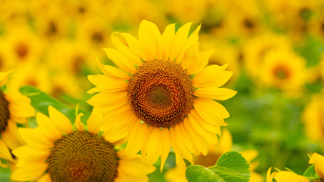 A magnificent 4K wallpaper showcasing a radiant sunflower prominently centered in a vast, sun-drenched golden field. Its vibrant yellow petals and intricate brown seed head glow softly against the blurred backdrop of countless other sunflowers, creating a warm and inviting summer scene.