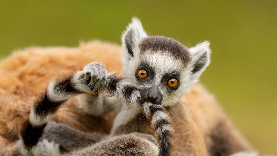 An endearing 4K wallpaper showcases a curious Ring-tailed Lemur infant in close-up, nestled on a parent's back against a soft green Madagascan backdrop. Its piercing orange eyes and an innocent, gentle expression as it holds its striped tail define a heartwarming and intimate mood.