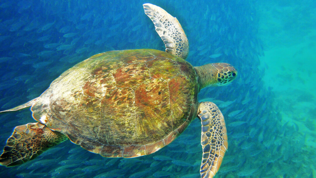 A captivating 4K wallpaper of a sea turtle gracefully swimming underwater amidst a vast school of fish in the clear waters of Fernando de Noronha, Brazil. Brilliant natural light illuminates the turtle's mottled shell, creating a serene and immersive aquatic scene that highlights the vibrant marine life.