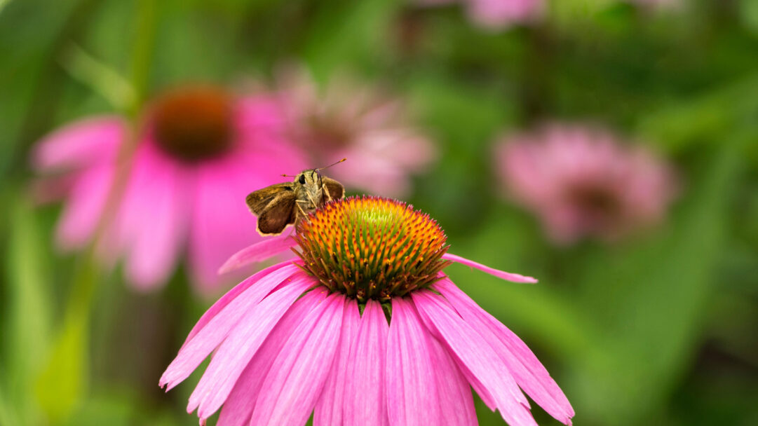 A captivating 4K wallpaper showcasing a skipper butterfly perched prominently on a vibrant pink coneflower, set against a softly blurred green garden background. The butterfly's intricate details and the coneflower's fiery orange-green center are sharply defined, creating a serene, close-up view where vibrant pink petals pop against the soft green.