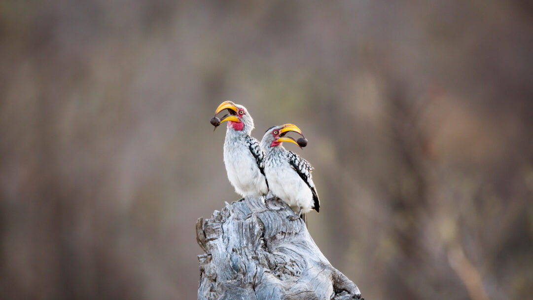 A captivating 4K wallpaper features two Southern Yellow-billed Hornbills perched on a gnarled tree stump in Kruger National Park, each holding a dark fruit in its beak. Their distinctive yellow and red beaks, vibrant against their speckled white plumage, are sharply detailed against the soft, blurred bushveld backdrop.