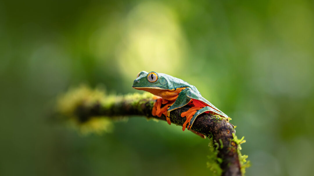 A splendid 4K wallpaper presents a vibrantly colored Leaf Frog perched attentively on a mossy branch. Its striking green and orange body, accentuated by piercing yellow eyes, pops against the soft, blurred emerald green backdrop, creating a captivating display of natural beauty.