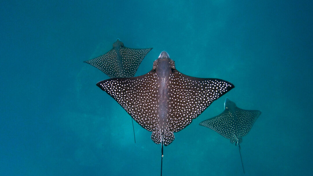 A serene 4K wallpaper captures three majestic Spotted Eagle Rays gracefully swimming in the vibrant turquoise waters off San Cristóbal Island. Their dark bodies, speckled with bright white spots, stand out beautifully against the deep blue, creating a sense of tranquil elegance.