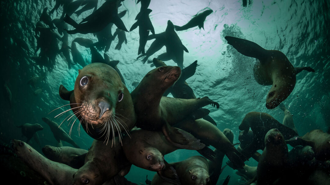 A captivating 4K wallpaper presents a large group of Steller sea lions actively swimming underwater near Vancouver Island. The teal-green water is illuminated from above, casting dynamic silhouettes of many sea lions against the shimmering surface, while others directly engage the viewer with their curious expressions.