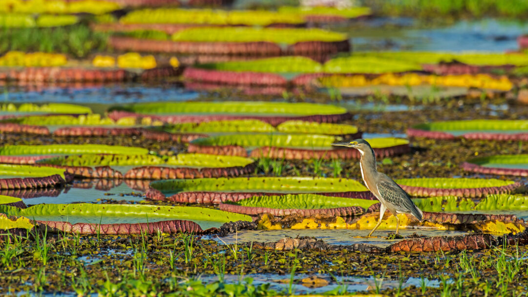 A captivating 4K wallpaper presents a Striated Heron poised gracefully on a large Victoria water lily pad within a vast expanse of lily pads. Its subtle grey and white plumage contrasts with the vivid green and deep reddish-brown hues of the surrounding Victoria water lilies, bathed in soft, natural light.