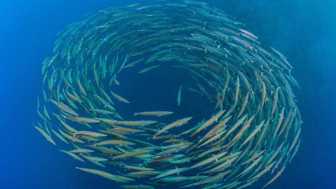 A mesmerizing 4K wallpaper showcasing a massive school of Blackfin Barracuda spiraling into a striking vortex within the deep blue waters of the Sinai Peninsula. The uniform movement of their sleek, silvery bodies creates a breathtaking, dynamic pattern, brilliantly illuminated by the ambient light of the ocean.