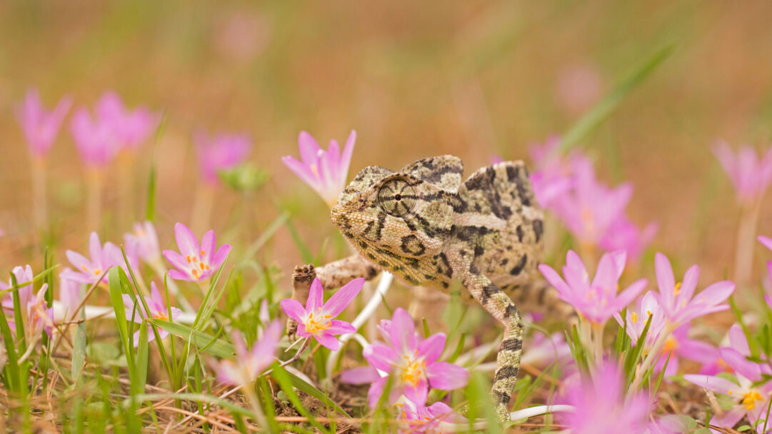 A naturalistic 4K wallpaper featuring a common chameleon, subtly camouflaged, as it moves among a lush ground covered in vibrant pink flowers. Its textured skin, mirroring the earthy tones, harmonizes beautifully with the bright floral hues, creating a sense of natural wonder.